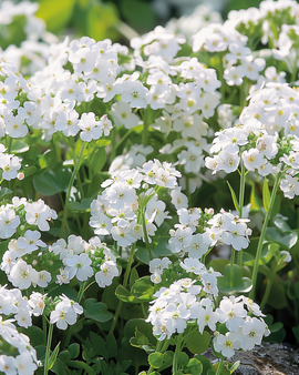 Rock Cress Seeds Snowball Arabis Alpina Perennial