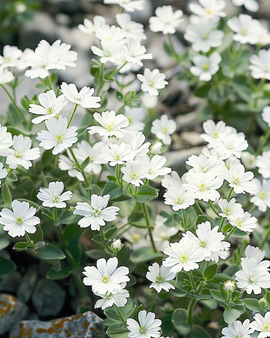 Snow In Summer Seeds Cerastium Biebersteinii Perennial