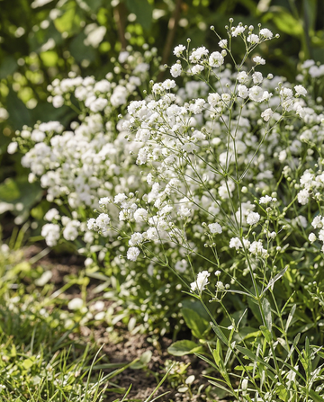 Snow Flake (Gypsophila paniculata) – perennial seeds from SeedsChoice