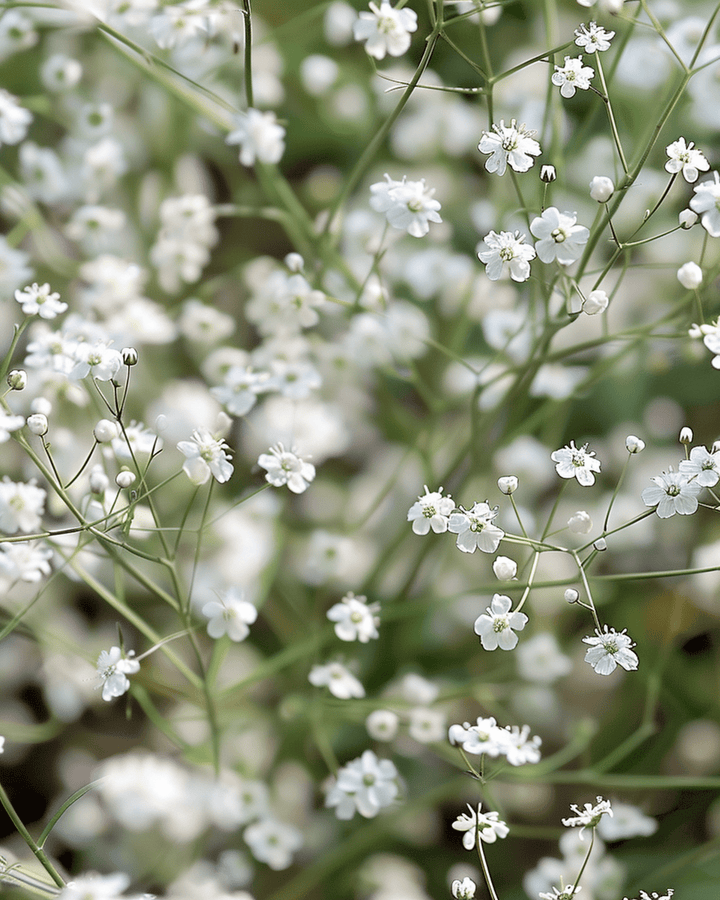 White Single Flowered seeds (Gypsophila paniculata) – perennial flower