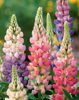 Lupine Minarette Seeds Lupinus Polyphyllus Perennial Mix