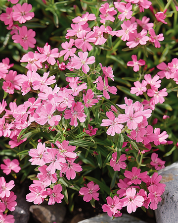 Rock Soapwort seeds (Saponaria ocymoides) – perennial