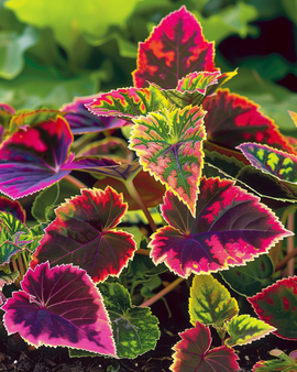 Coleus Rainbow Seeds Coleus Blumei Mix Perennial
