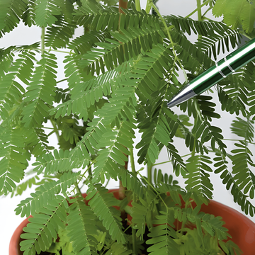 Sensitive Plant seeds (Mimosa pudica) – perennial flower