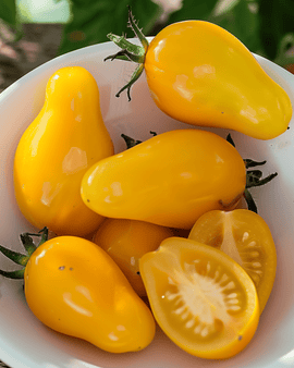 Yellow Pear Cherry Tomato Seeds Solanum Lycopersicum Annual Variety