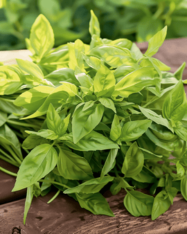 Lemon Basil Seeds Ocimum Basilicum Annual Herb