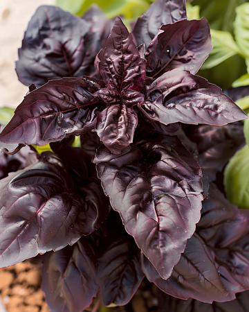 Sweet Basil Red Lizzy seeds (Ocimum basilicum) – annual herb