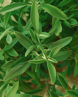 Summer Savory Garden Seeds Satureja Hortensis Annual Herb