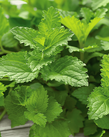 Lemon Balm Herbal Tea seeds (Melissa officinalis) – perennial herb