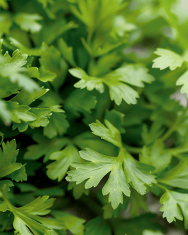 Chervil Seeds Anthriscus Cerefolium Annual Herb Culinary Herb