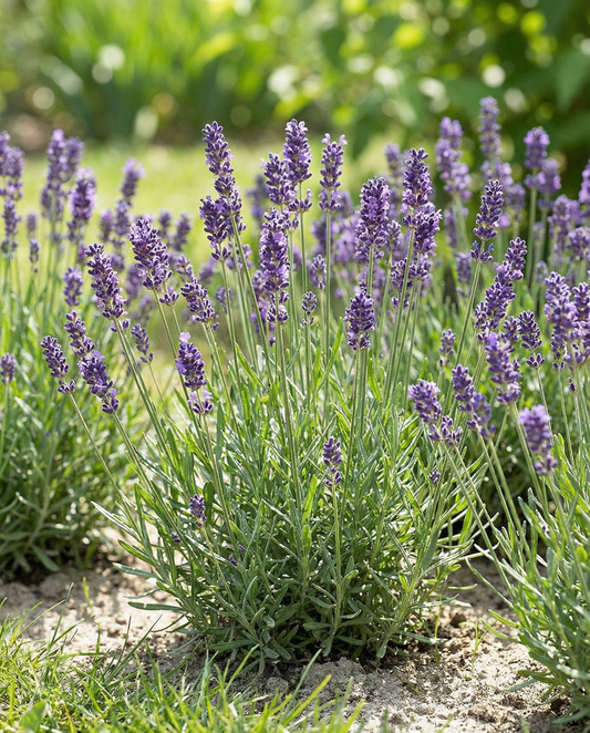 Lavender English (Lavandula angustifolia) – perennial herb seeds from SeedsChoice