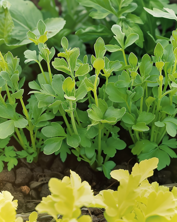 Yellow Mustard seeds (Sinapis alba) – annual herb