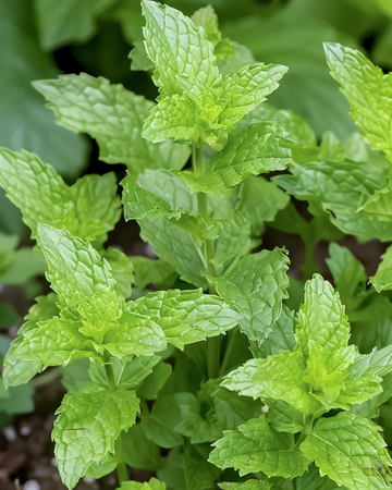 Peppermint Herbal Tea (Mentha piperita) – perennial herb seeds from SeedsChoice
