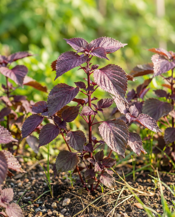 Shiso Red Leaved (Perilla frutescens) – annual herb seeds from SeedsChoice