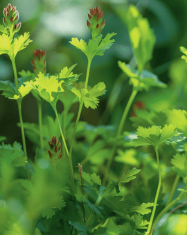 Salad Burnet Seeds Sanguisorba Minor Perennial Herb