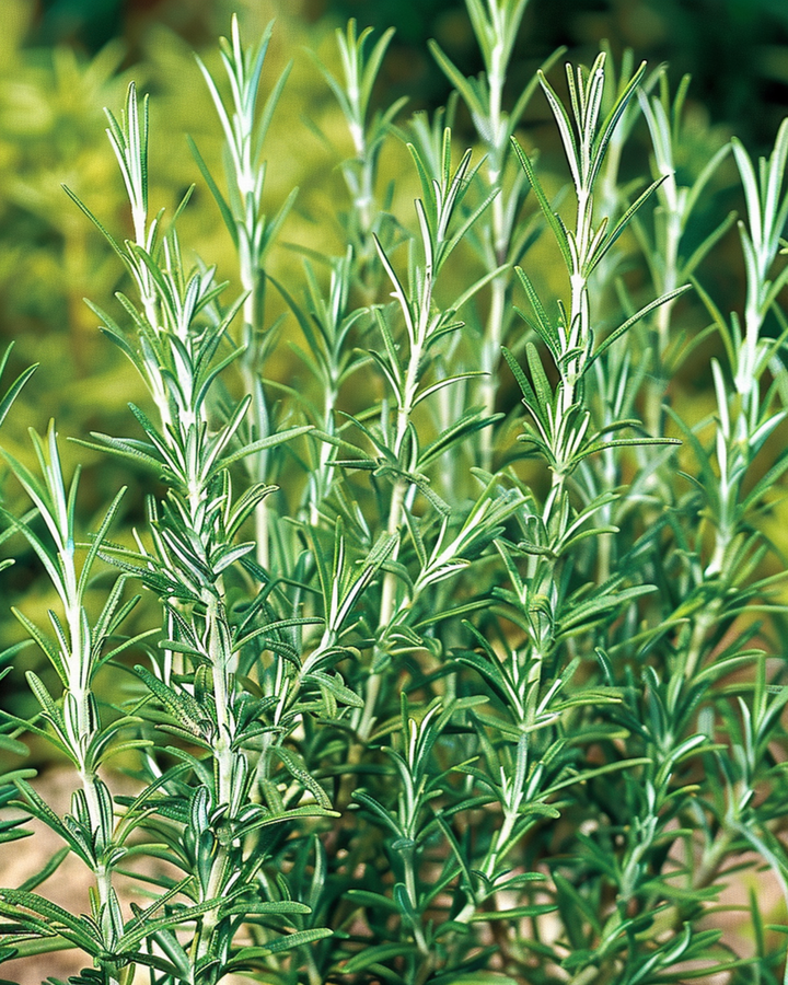 Rosemary Common seeds (Rosmarinus officinalis) – perennial herb
