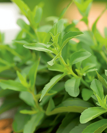 Sugarleaf seeds (Stevia rebaudiana) – perennial herb