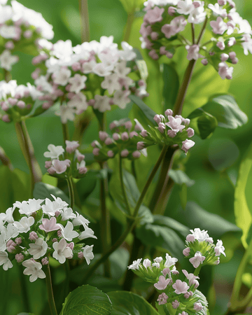 Herb Seeds Valeriana Officinalis Perennial seeds (Valeriana officinalis) – perennial herb
