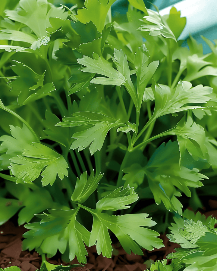 Italian Giant Parsley seeds (Petroselinum crispum) – annual herb