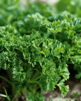Curly Parsley Seeds Petroselinum Crispum Biennial Moss Curled