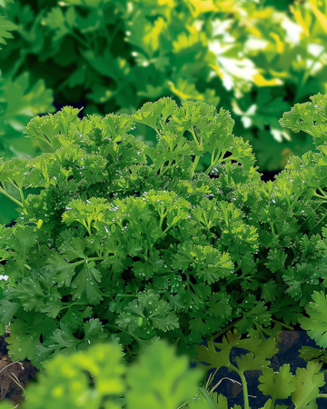 Curled Parsley Bravour seeds (Petroselinum crispum) – annual herb