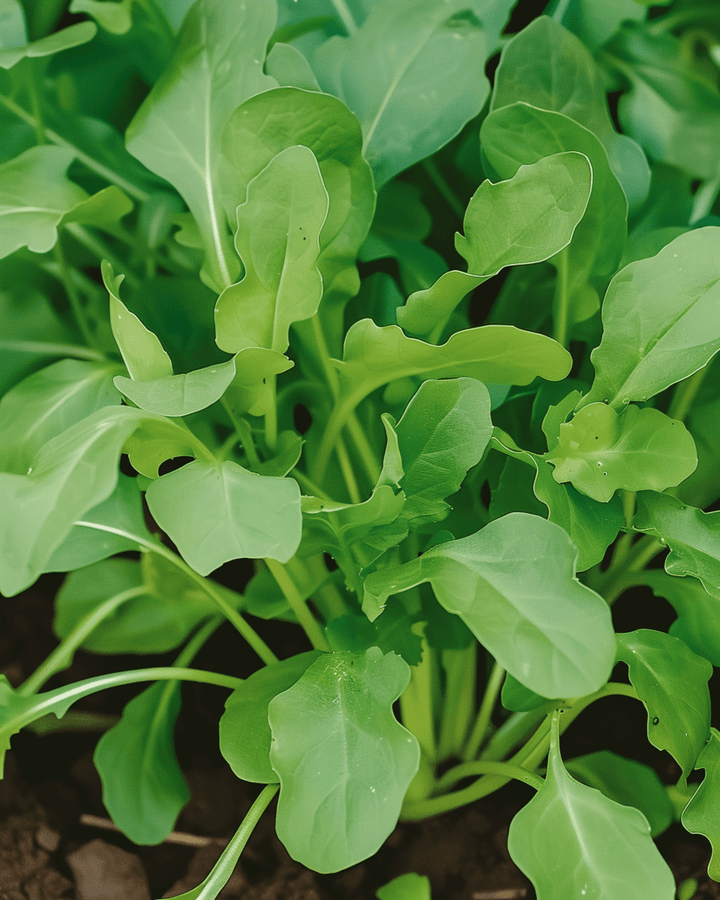 Arugula Rocket seeds (Eruca sativa) – annual vegetable