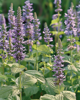Mexican Hyssop Seeds Agastache Foeniculum Annual Flower