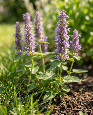 Mexican Hyssop (Agastache foeniculum) – annual flower seeds from SeedsChoice