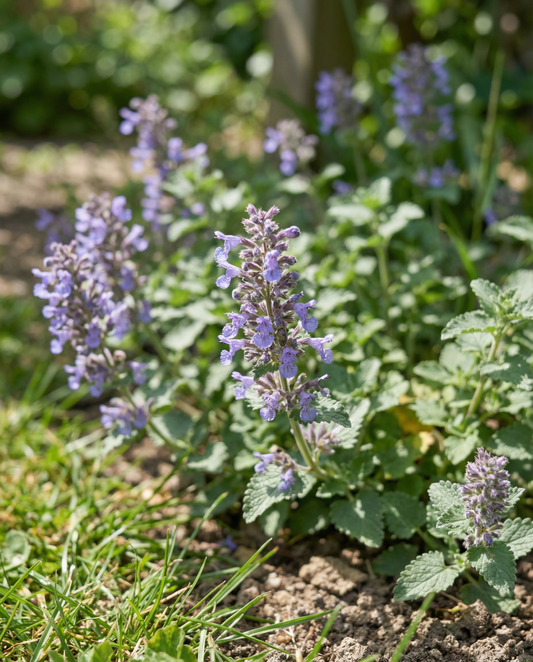 Catmint (Nepeta mussinii) – perennial seeds from SeedsChoice
