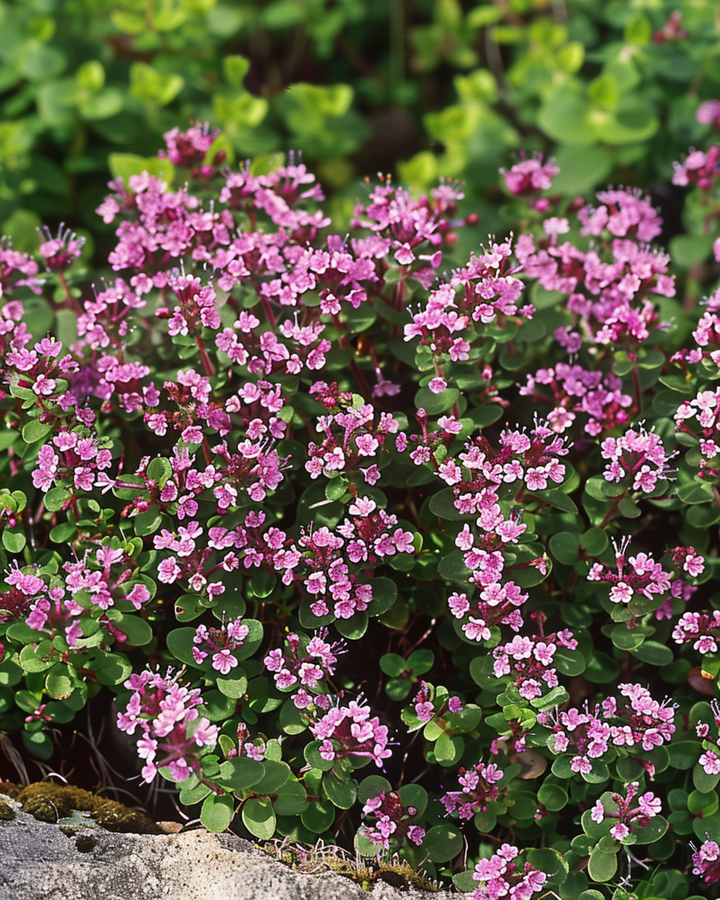 Wild Thyme seeds (Thymus serpyllum) – perennial