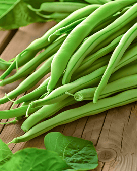 Dwarf French Bean Seeds Soliman Phaseolus Vulgaris Annual Variety