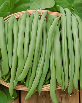 Bush Beans Prelude Seeds Phaseolus Vulgaris Annual Early Harvest