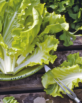 Endive Seeds Blonde A Coeur Plein Cichorium Endivia Annual