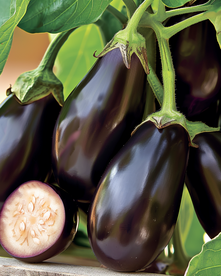 Mini Eggplant Patio Baby F1 seeds (Solanum melongena) – annual vegetable
