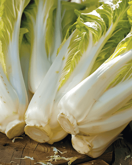 Chicory Brussels Seeds Cichorium Intybus Biennial Vegetable