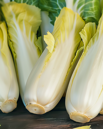 Chicory Zoom F1 Witloof seeds (Cichorium intybus) – biennial vegetable