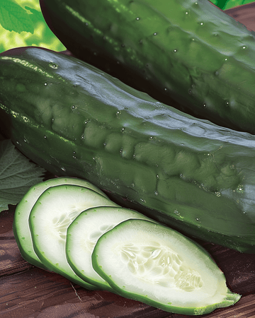 Cucumber Johanna Slicing seeds (Cucumis sativus) – annual vegetable
