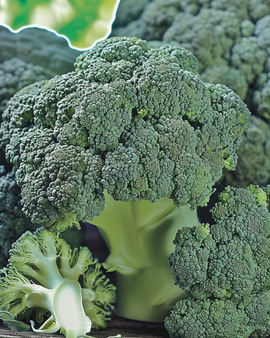 Broccoli Marathon F1 Seeds Brassica Oleracea Annual