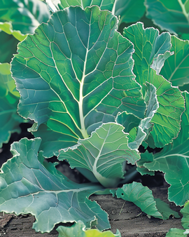 Greens Blauwe Groninger Seeds Brassica Napus Annual Vegetable