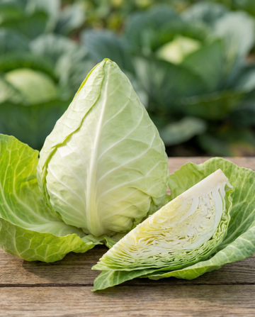 Pointed Cabbage Express (Brassica oleracea) – annual vegetable seeds from SeedsChoice