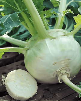 Kohlrabi Seeds Lanro Brassica Oleracea Annual Variety