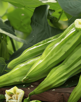 Okra Seeds Clemson Spineless Abelmoschus Esculentus Annual Vegetable