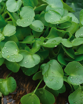 Winter Purslane Seeds Claytonia Perfoliata Annual Vegetable Leaf Crop