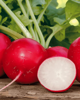 Radish Cherry Belle Seeds Raphanus Sativus Annual Variety