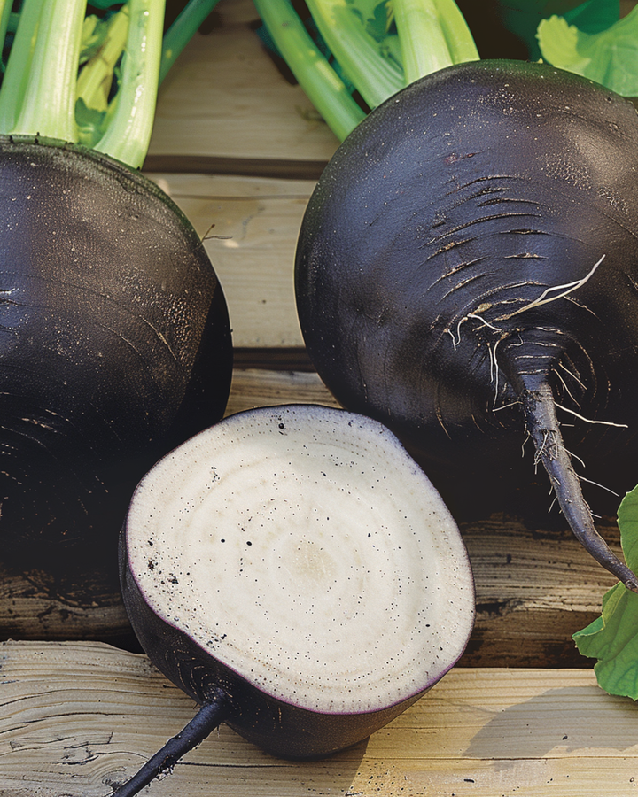 Spanish Black Round Winter Radish seeds (Raphanus sativus) – annual vegetable