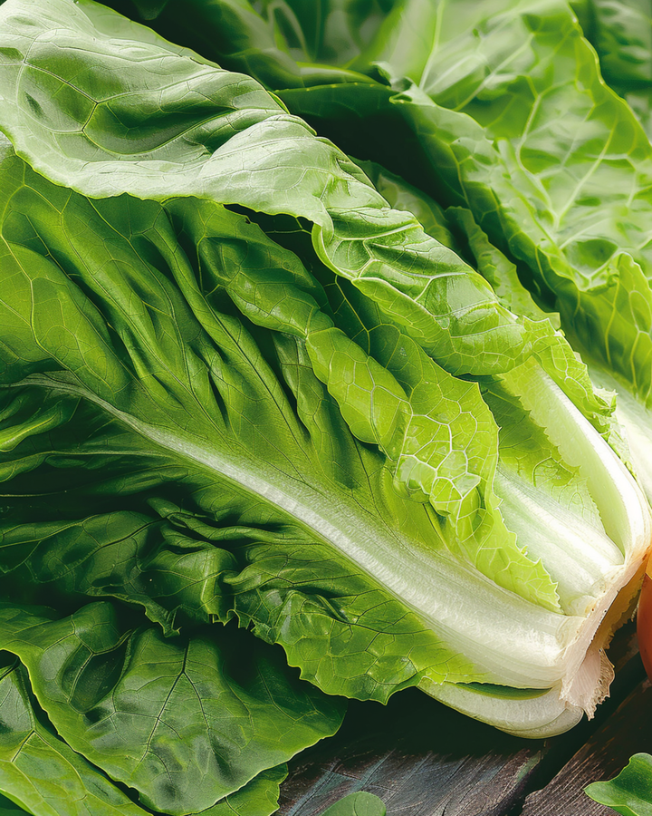 Cos Lettuce Blanke Zelfsluitende seeds (Lactuca sativa) – annual vegetable