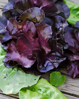 Cos Lettuce Seeds Moonred Lactuca Sativa Annual