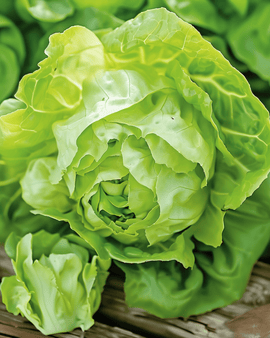 May Queen Lettuce Seeds Lactuca Sativa Annual Variety