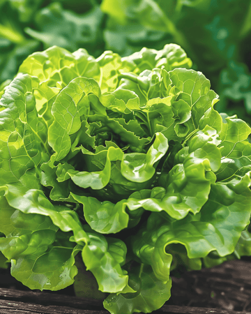 Lettuce Zwart Duits Butterhead seeds (Lactuca sativa) – annual vegetable