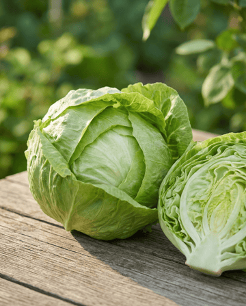 Lettuce Kagraner 2 (Lactuca sativa) – annual vegetable seeds from SeedsChoice